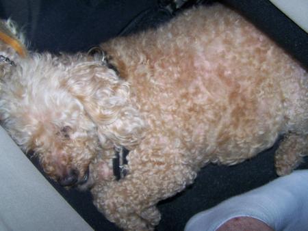 Week-end � Ostende